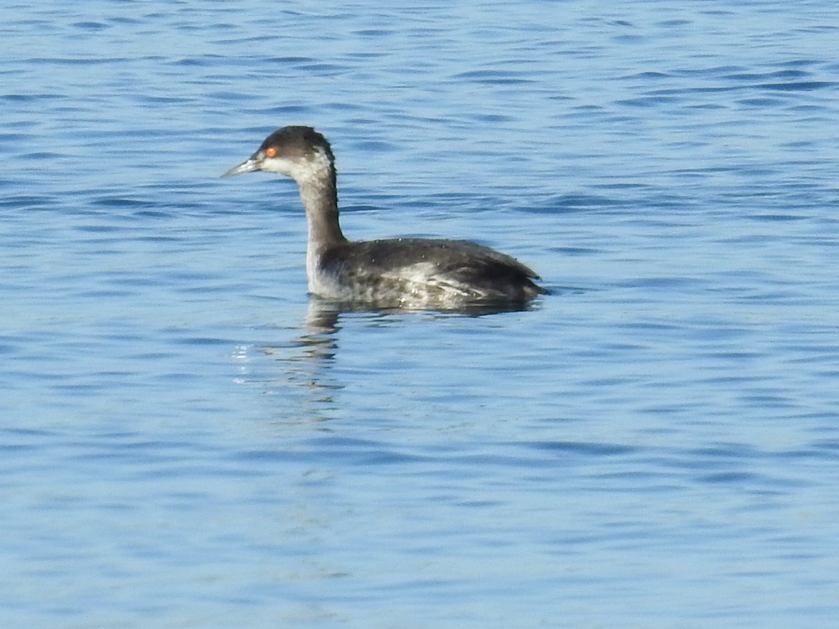 黑頸鸊鷉 - ML644272391