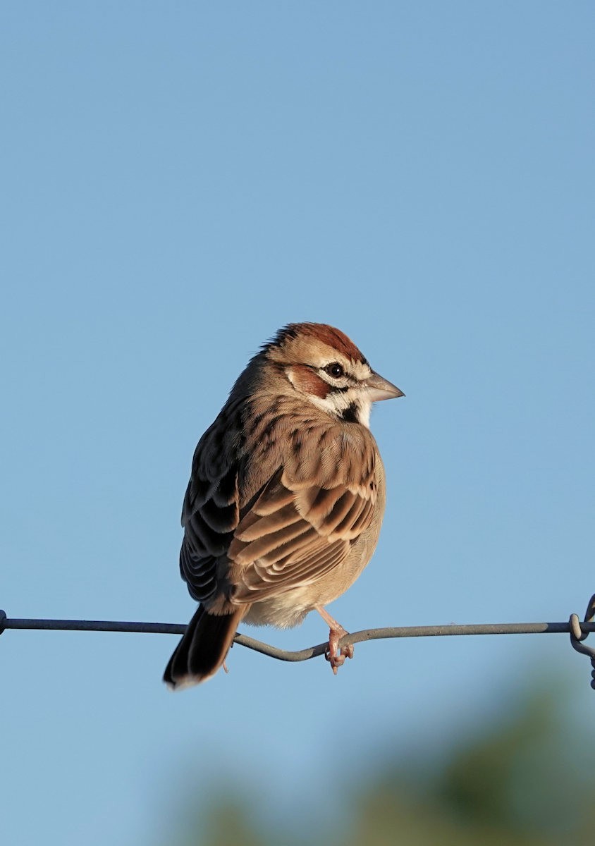 Lark Sparrow - ML644272392