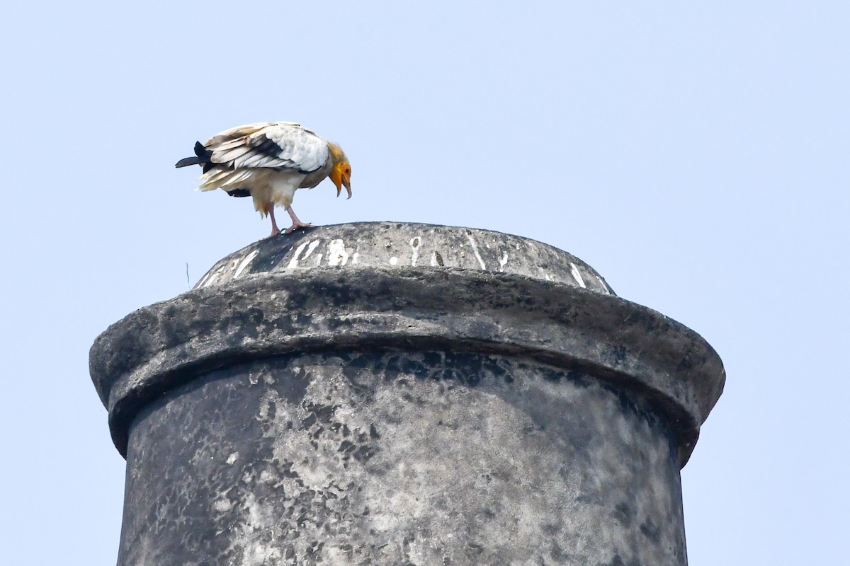 エジプトハゲワシ - ML644272396