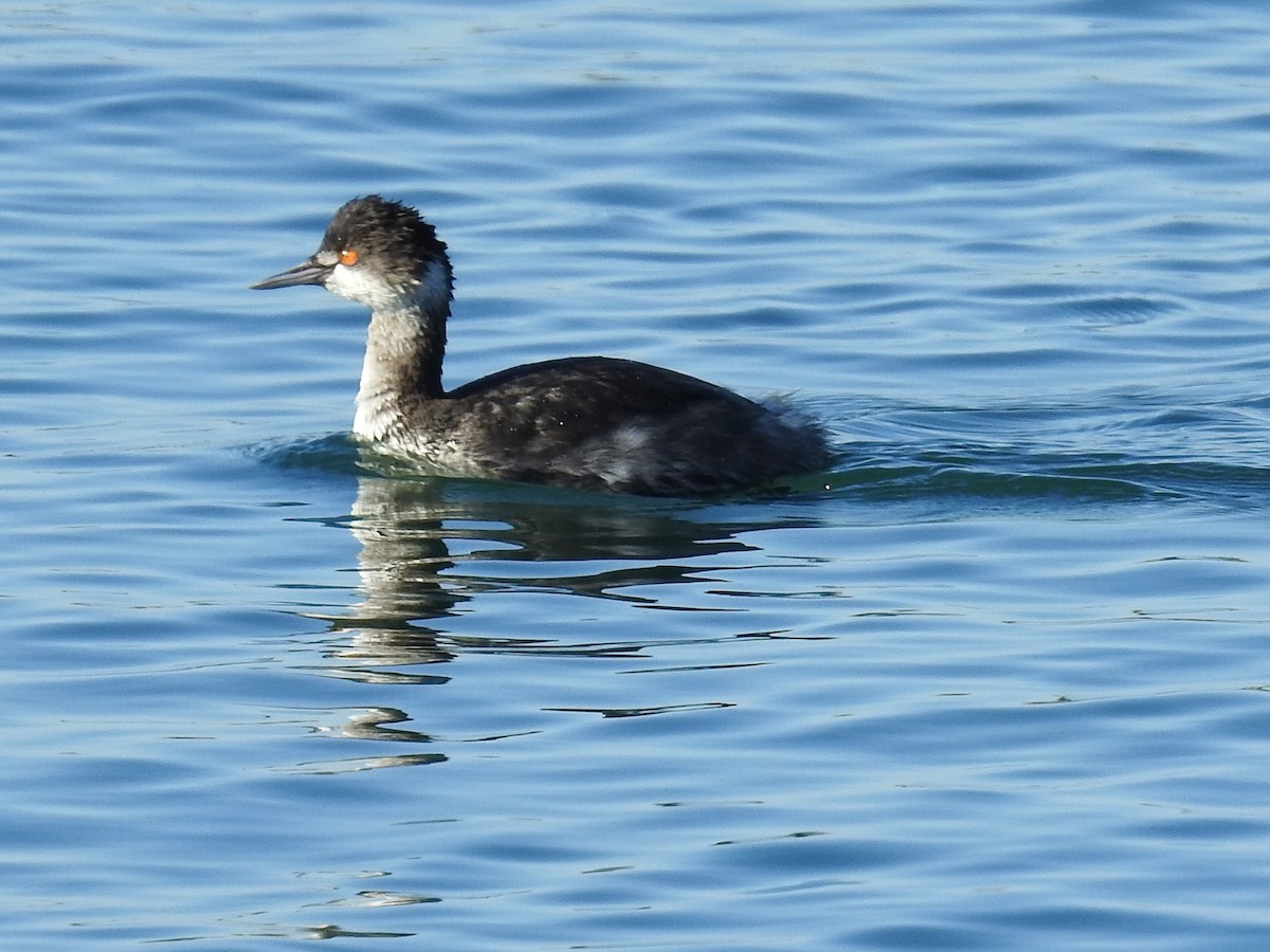 黑頸鸊鷉 - ML644272404