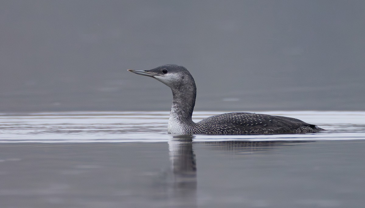 Plongeon catmarin - ML644272407