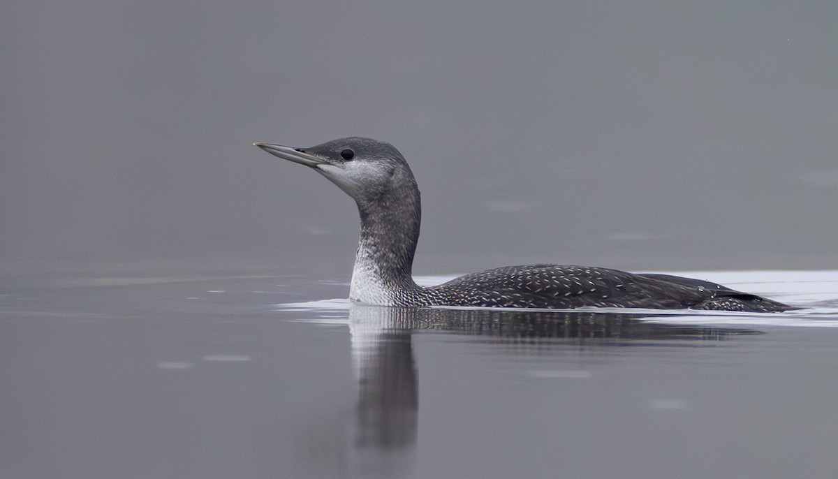 Plongeon catmarin - ML644272408