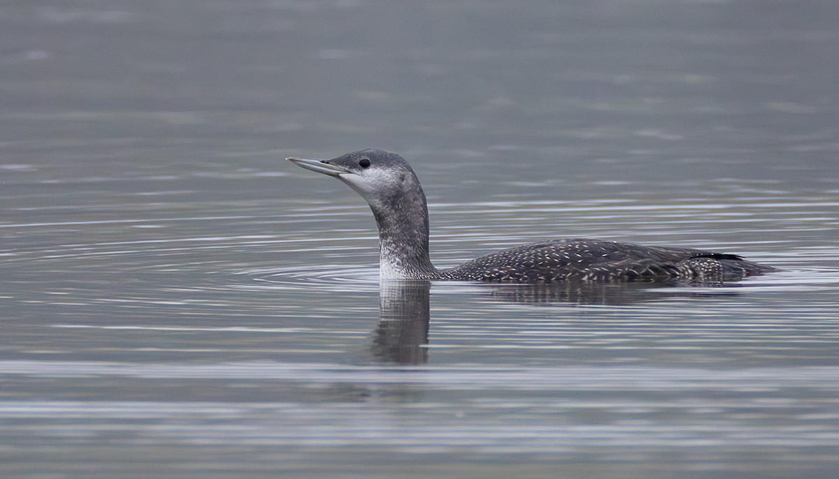 Plongeon catmarin - ML644272409
