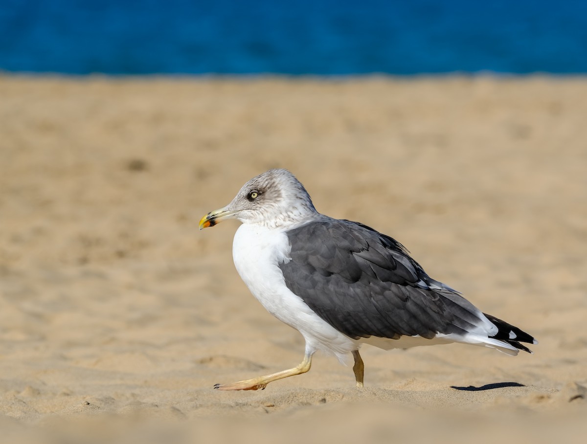 Lesser Black-backed Gull - ML644272413