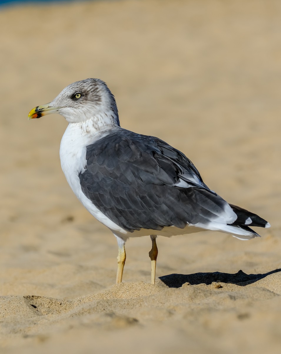 Lesser Black-backed Gull - ML644272414
