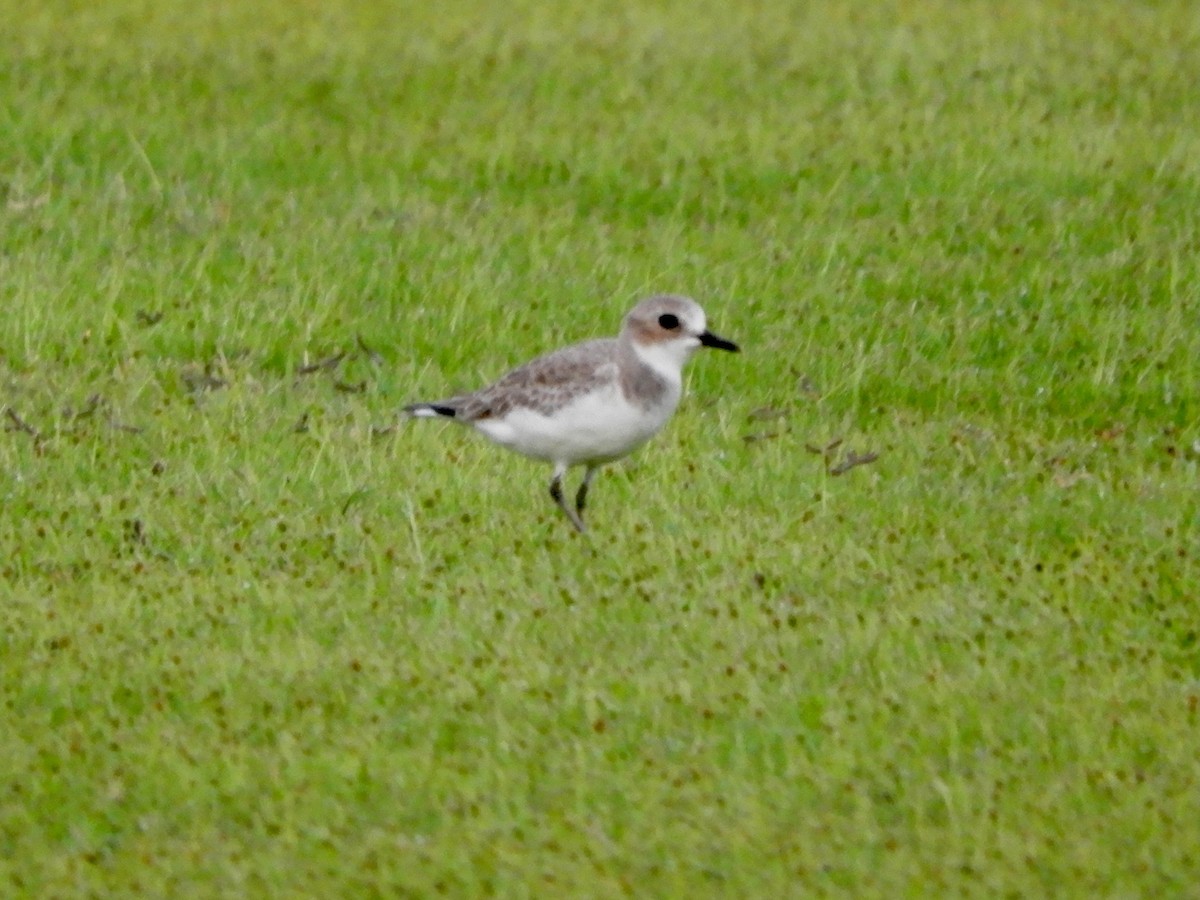 オオメダイチドリ - ML644272428