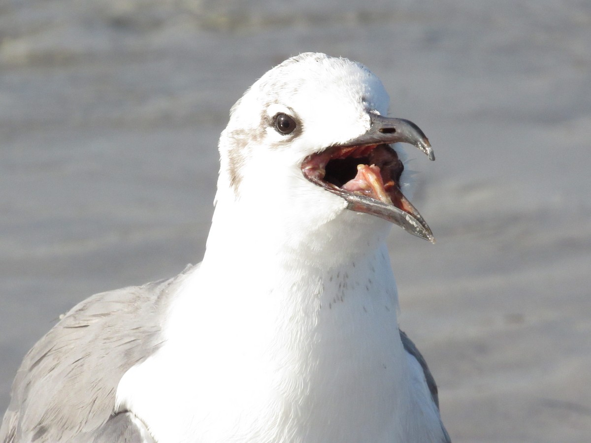 Ацтекская чайка - ML644272429