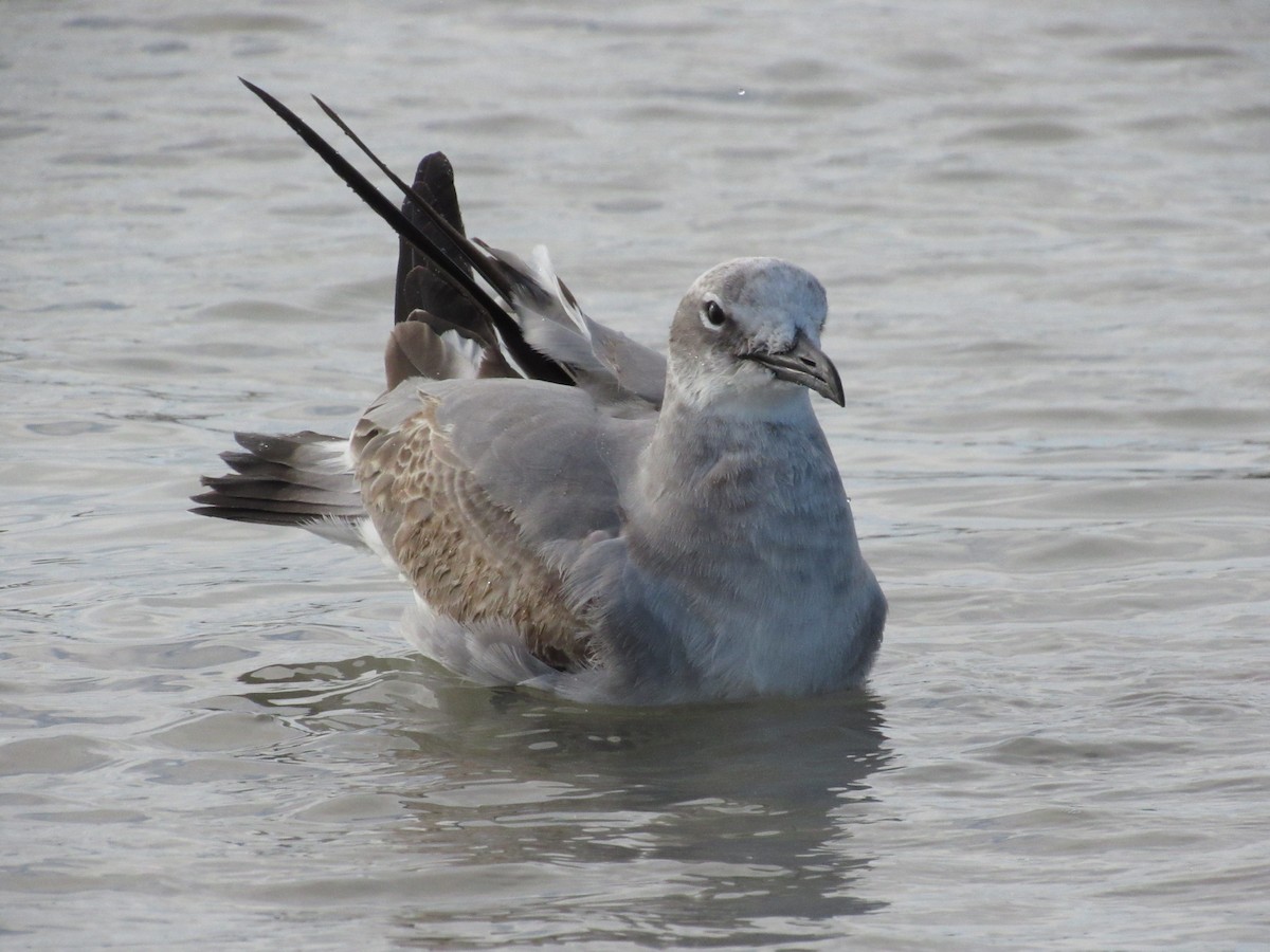 Ацтекская чайка - ML644272430
