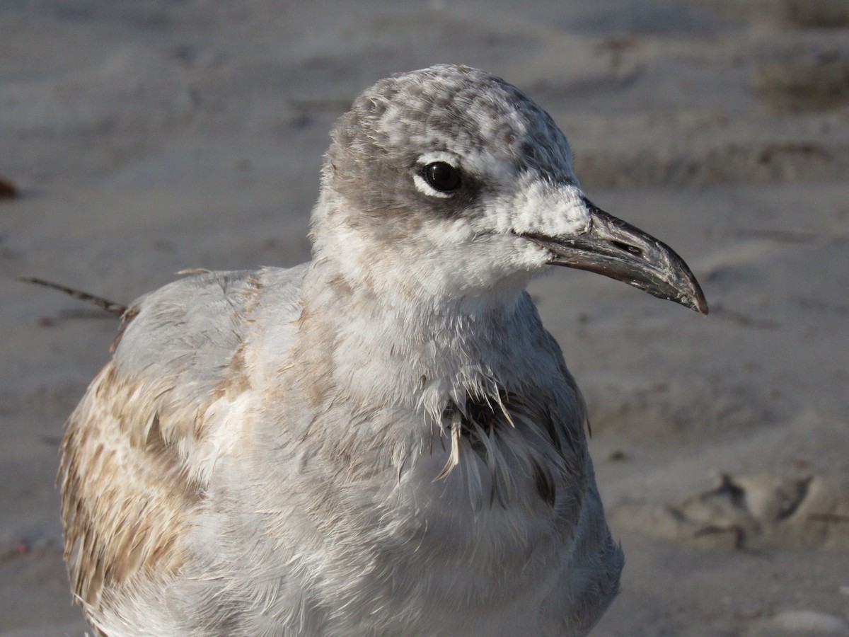 Ацтекская чайка - ML644272431