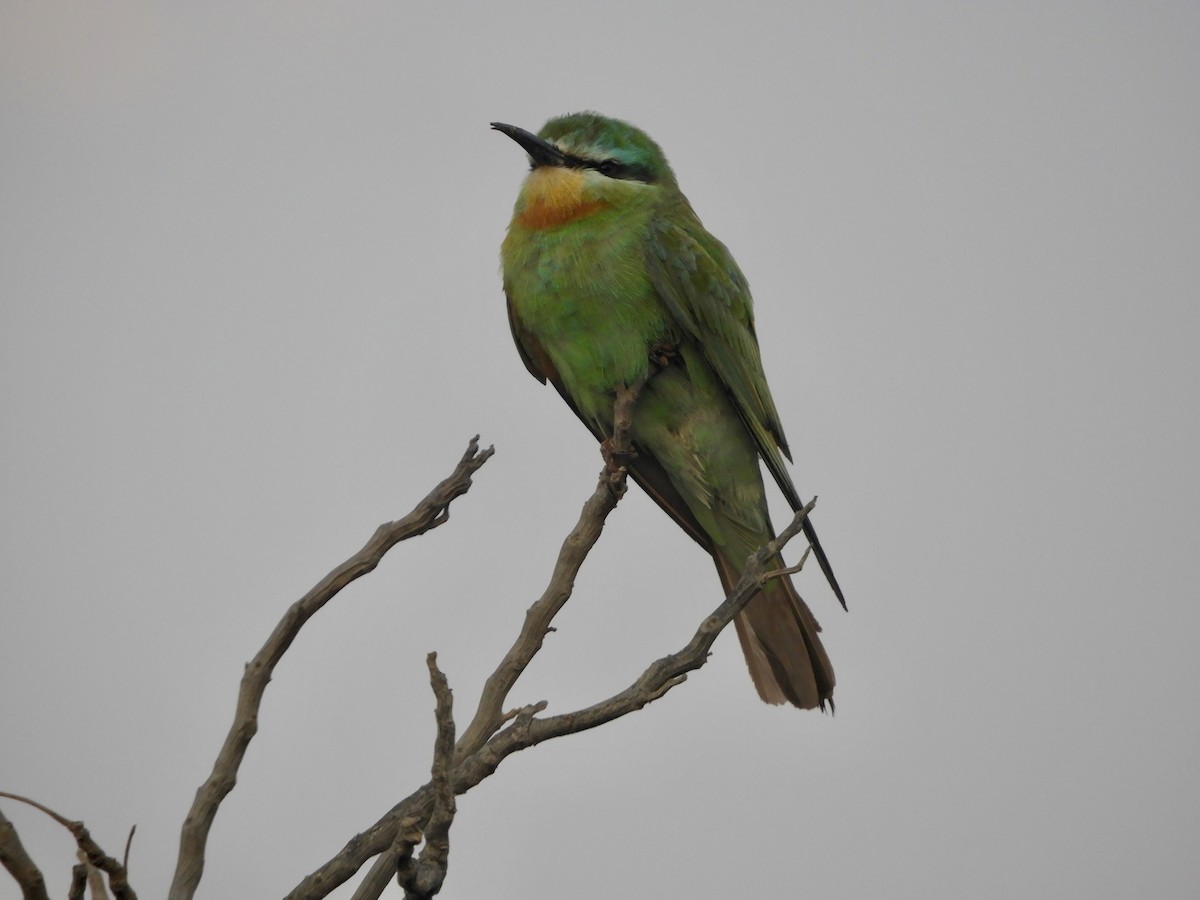 blåkinnbieter - ML644272442