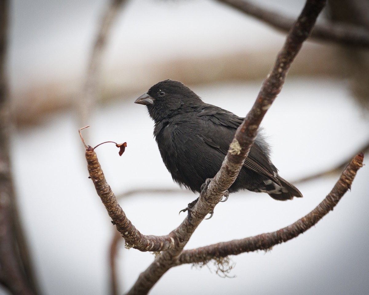Small Ground-Finch - ML644272443