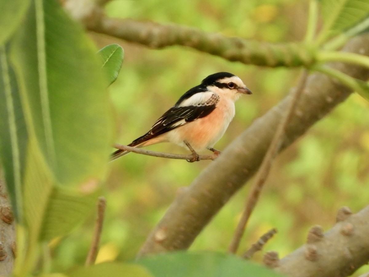 Masked Shrike - ML644272450