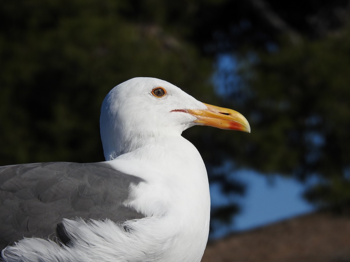 アメリカオオセグロカモメ - ML644272451