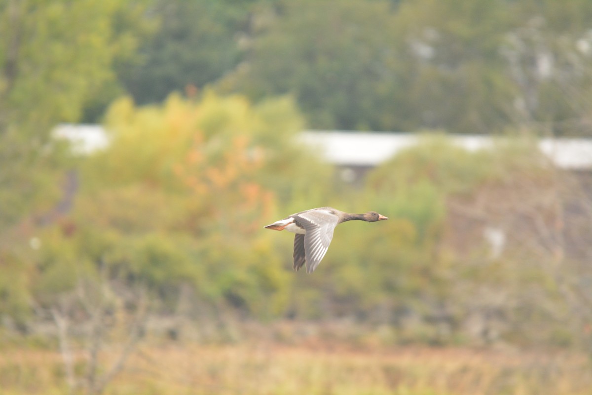 Greater White-fronted Goose - ML644272457