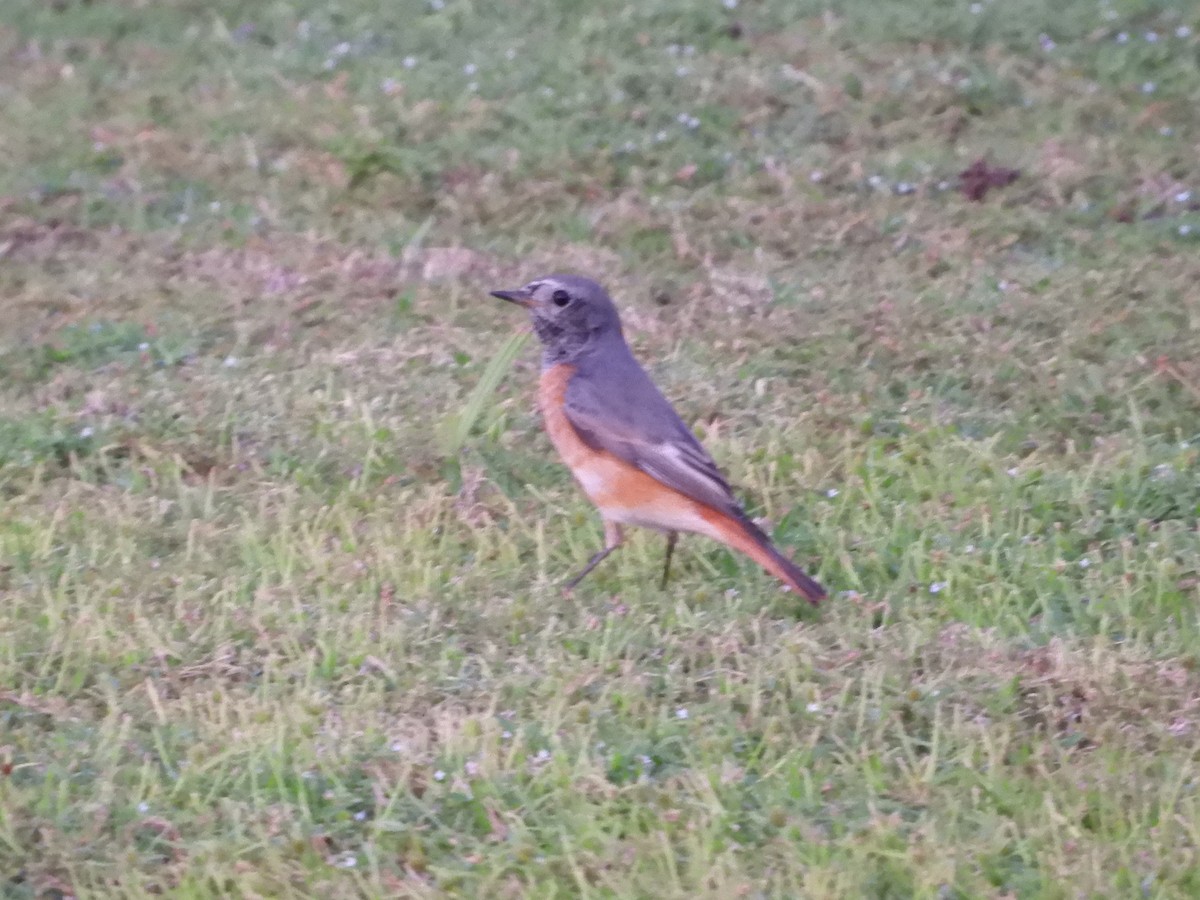 Эгэл гал сүүлт - ML644272459