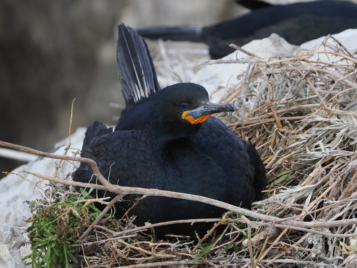 キノドハナグロウ - ML644272460