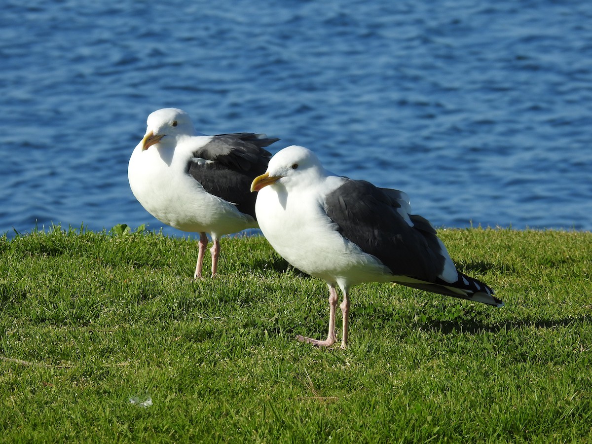 アメリカオオセグロカモメ - ML644272461