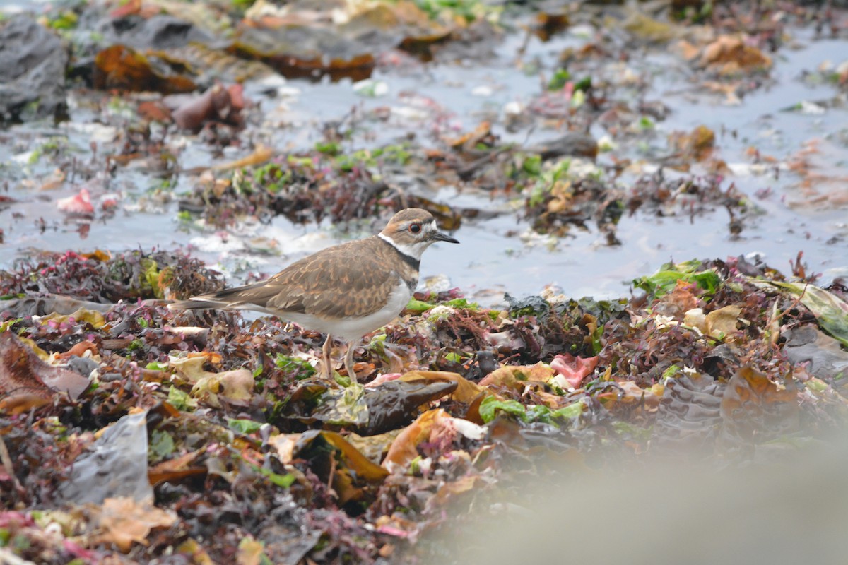 Killdeer - ML644272462