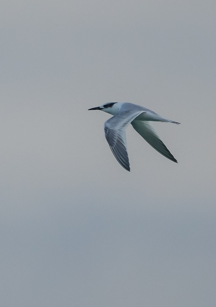 Sandwich Tern - ML644272463