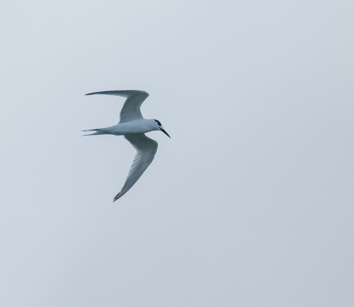 Sandwich Tern - ML644272464