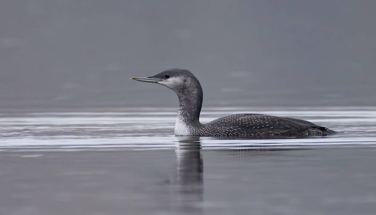 Plongeon catmarin - ML644272468