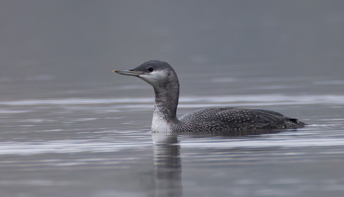 Plongeon catmarin - ML644272469