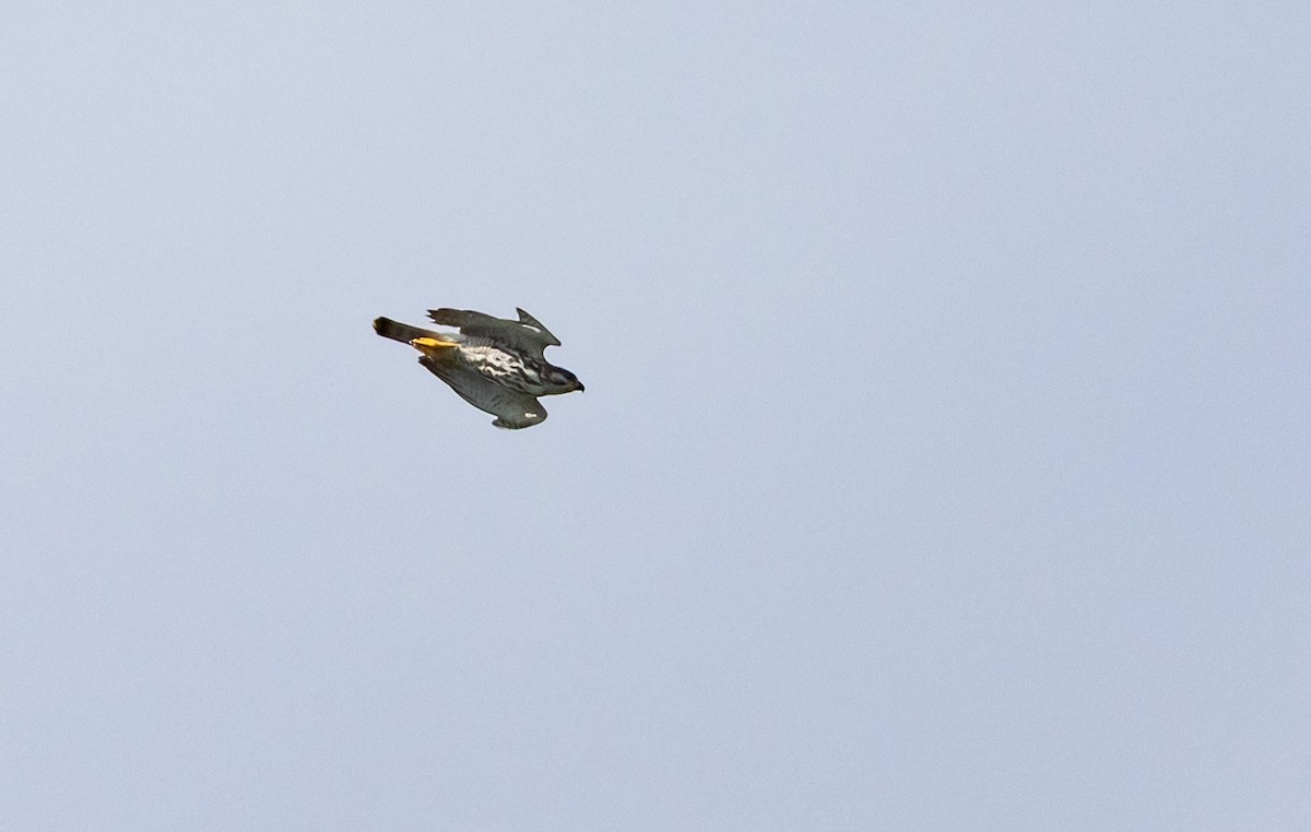 nordgråvåk - ML644272506