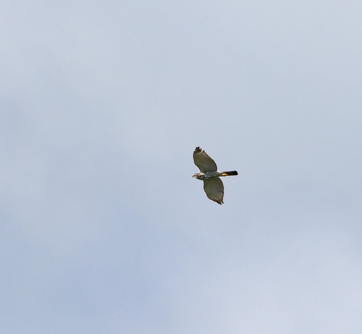 nordgråvåk - ML644272507