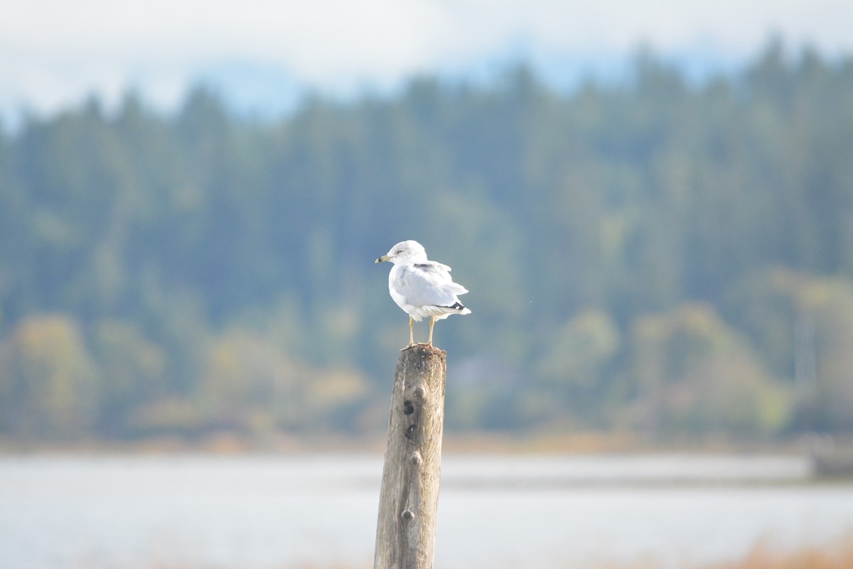 Ring-billed Gull - ML644272541
