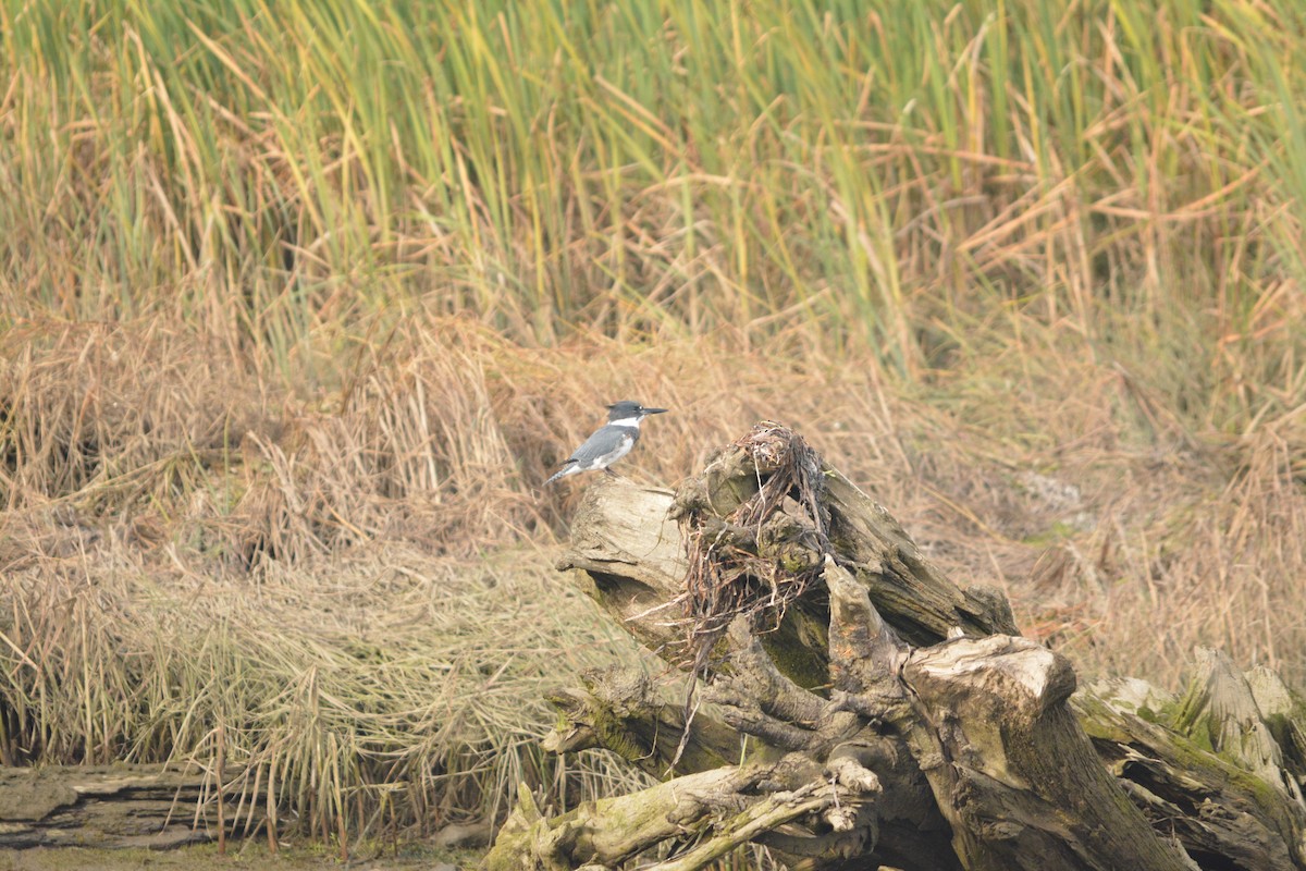 Belted Kingfisher - ML644272553