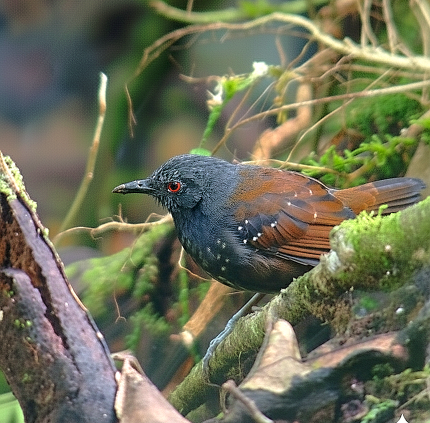 Dull-mantled Antbird - ML644272558