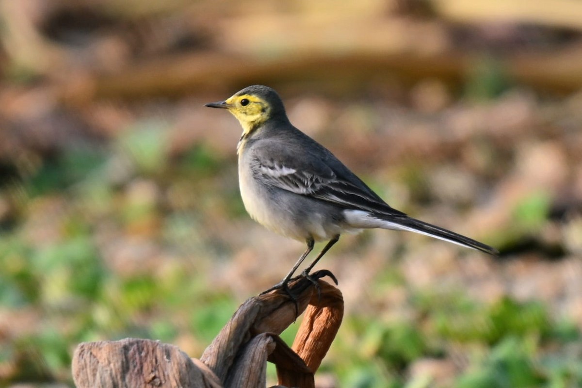 Citrine Wagtail (Gray-backed) - ML644272562