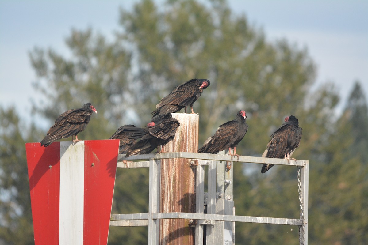 Turkey Vulture - ML644272564