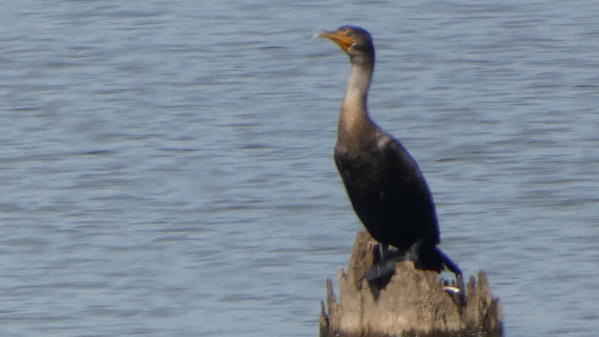 Cormorán Orejudo - ML644272570