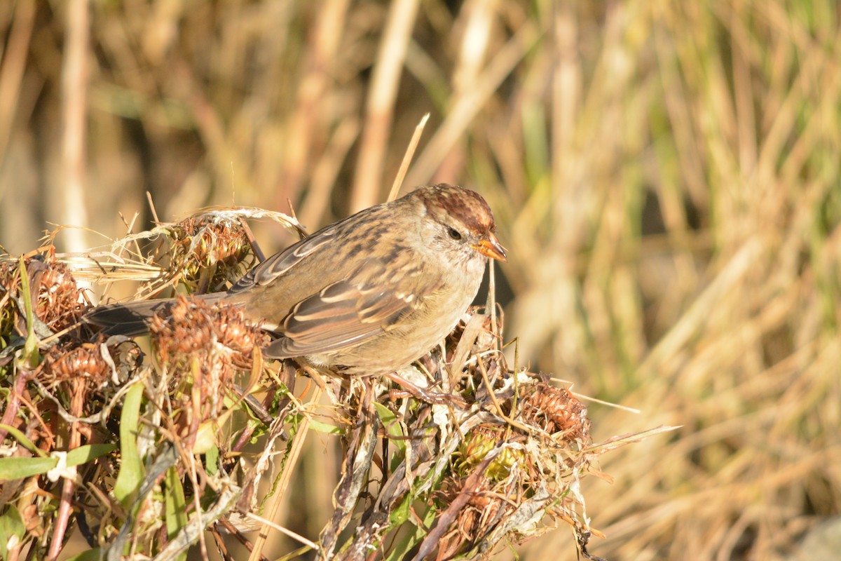 Dachsammer - ML644272571