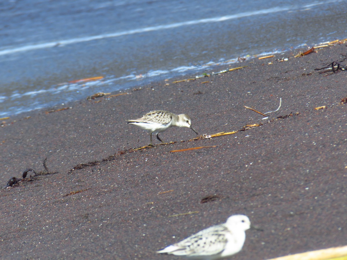 Semipalmated Sandpiper - ML644272588
