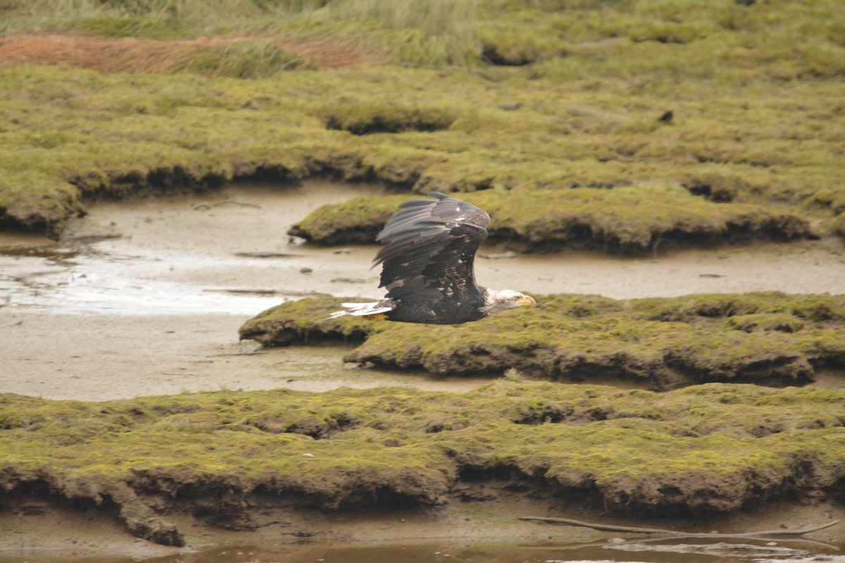 Bald Eagle - ML644272614