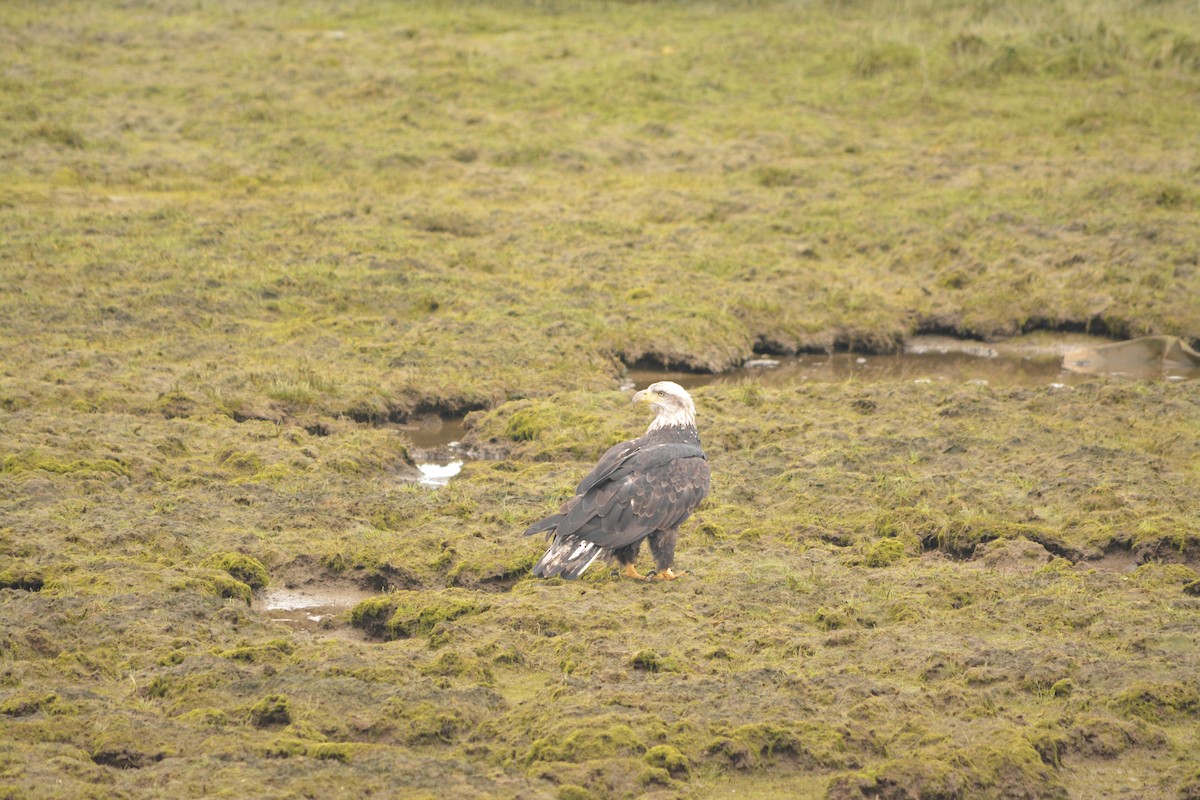 Bald Eagle - ML644272619