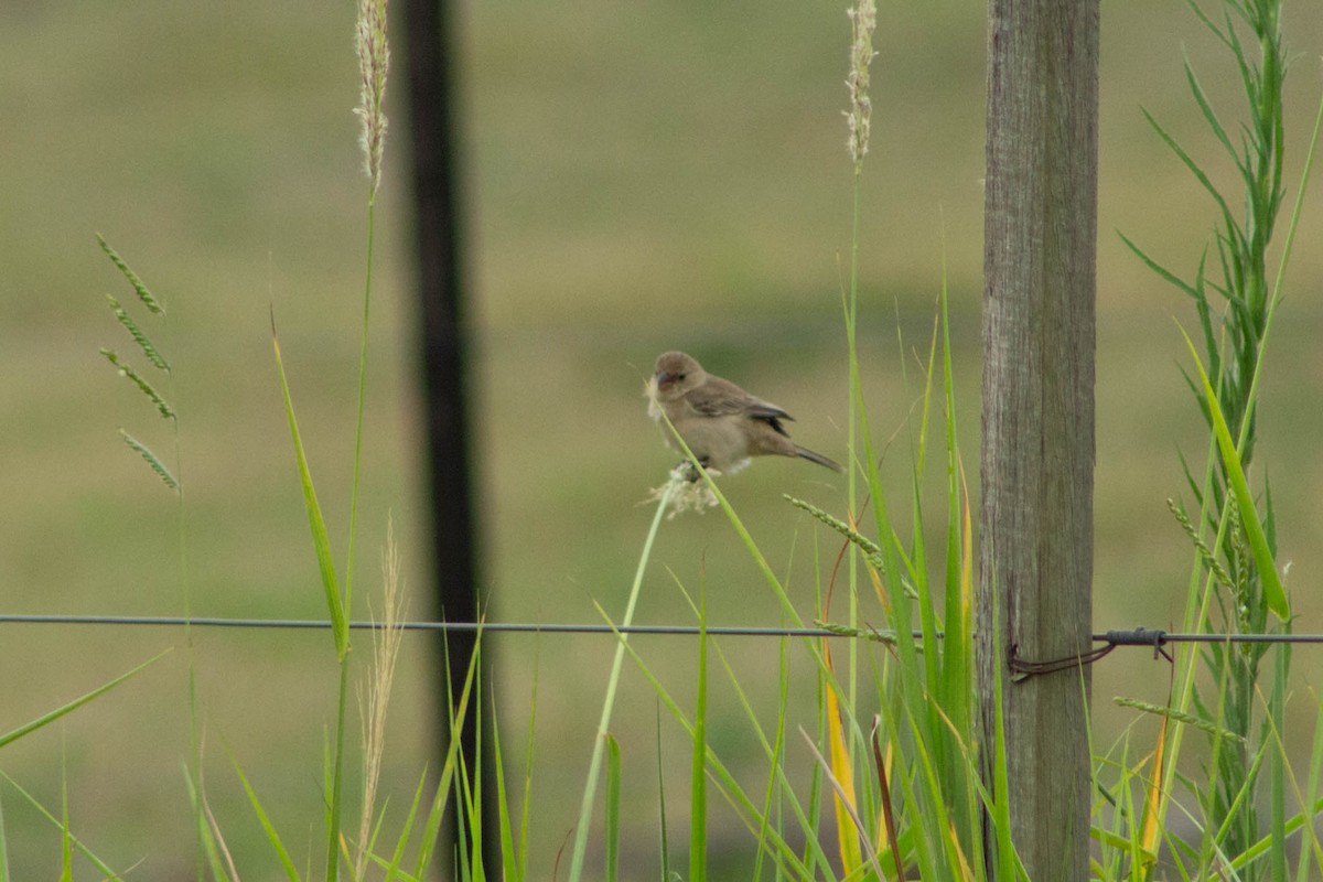 Sporophila sp. - ML644272621