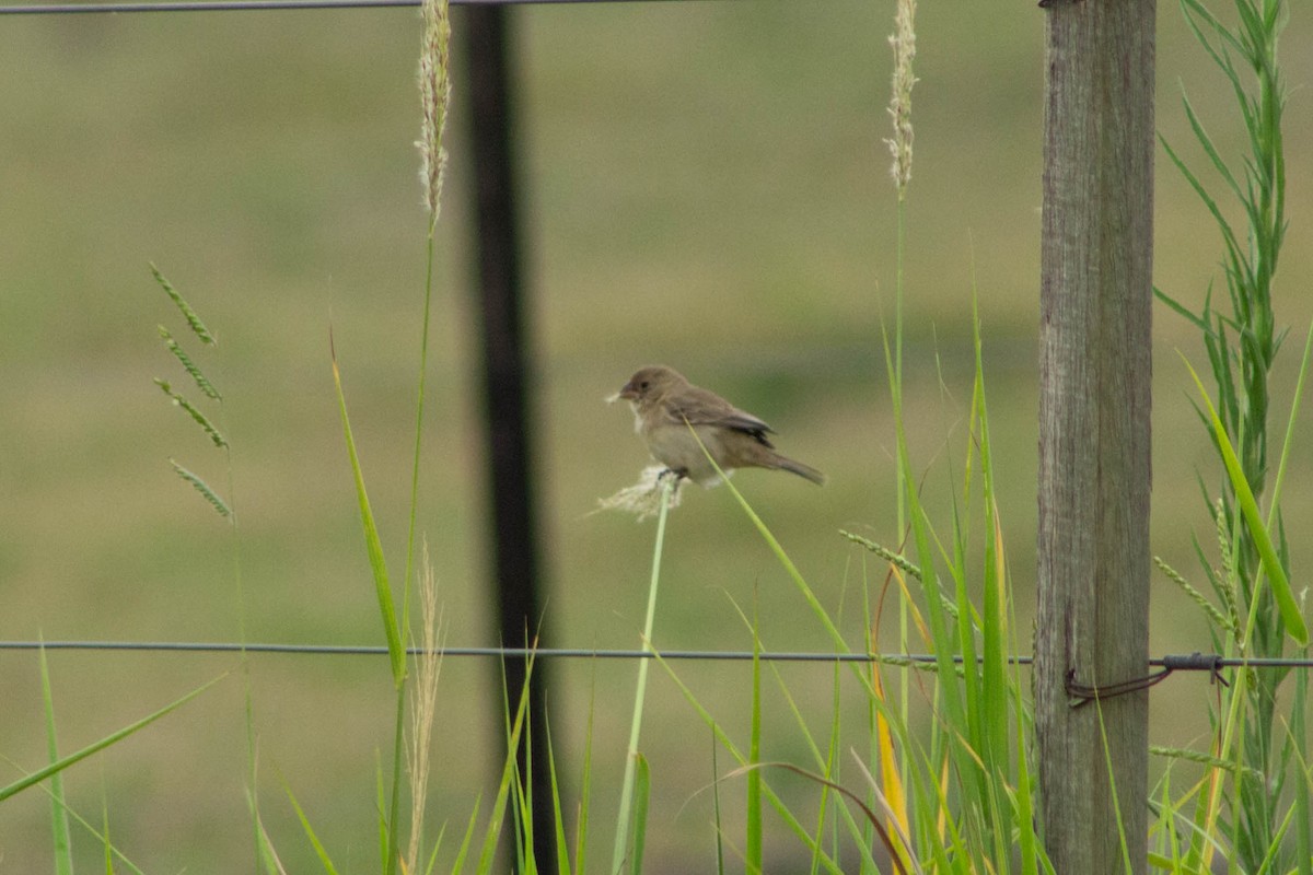 Sporophila sp. - ML644272622