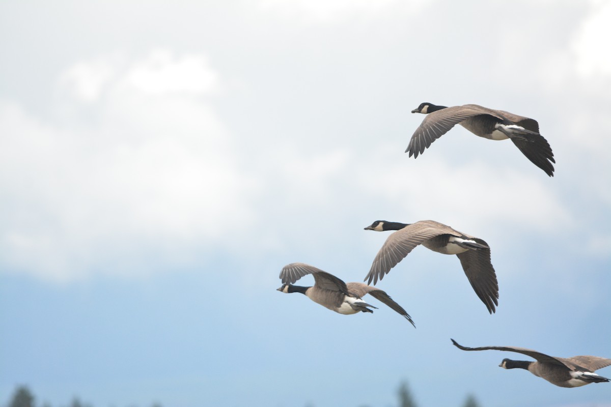 Canada Goose - ML644272628