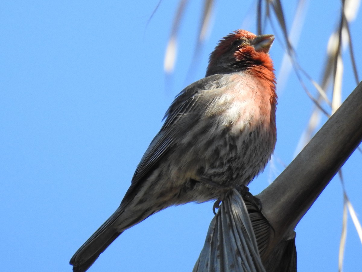 House Finch - ML644272632
