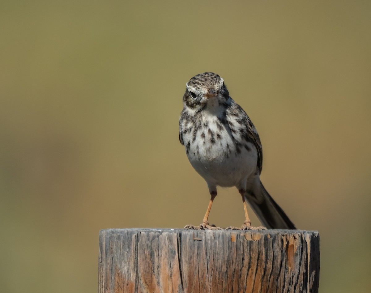 Berthelot's Pipit - ML644272637