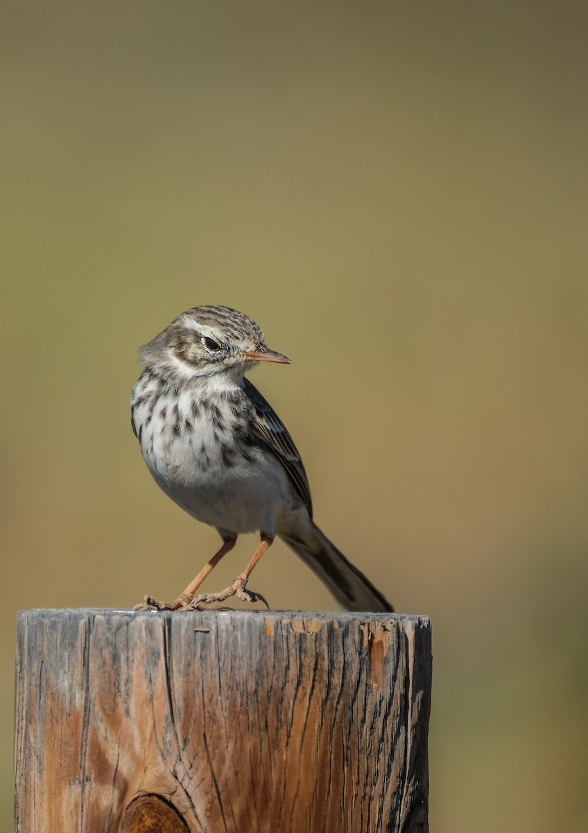 Berthelot's Pipit - ML644272638