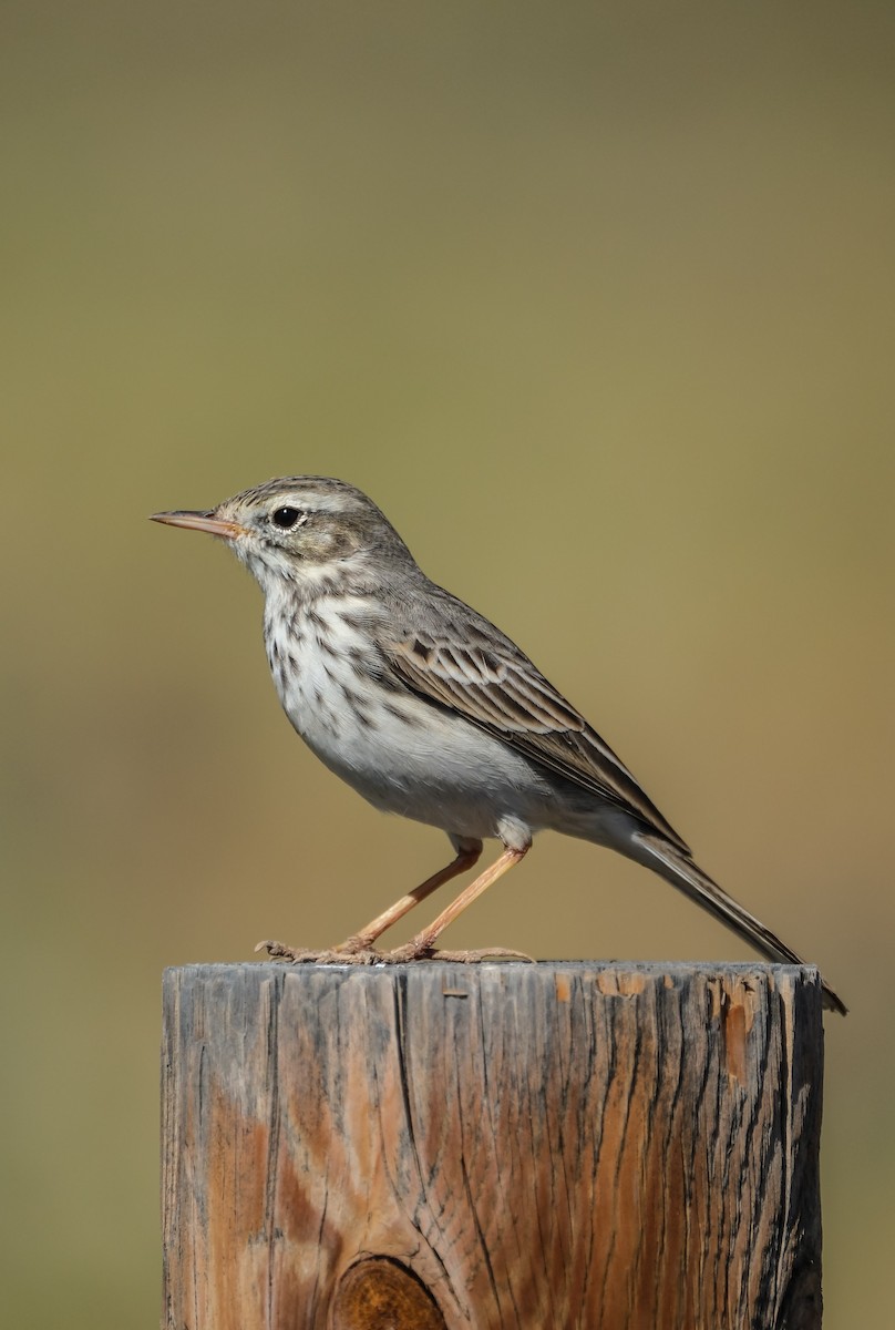 Berthelot's Pipit - ML644272639