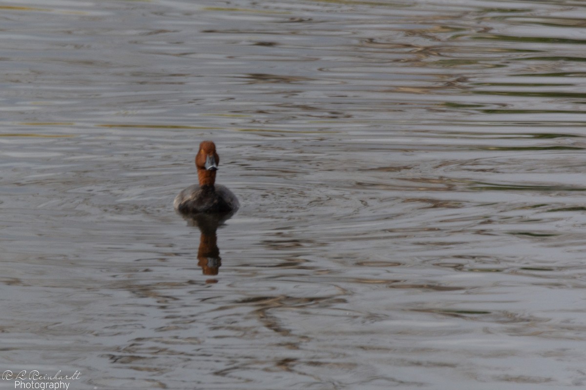 Fuligule à tête rouge - ML644272640