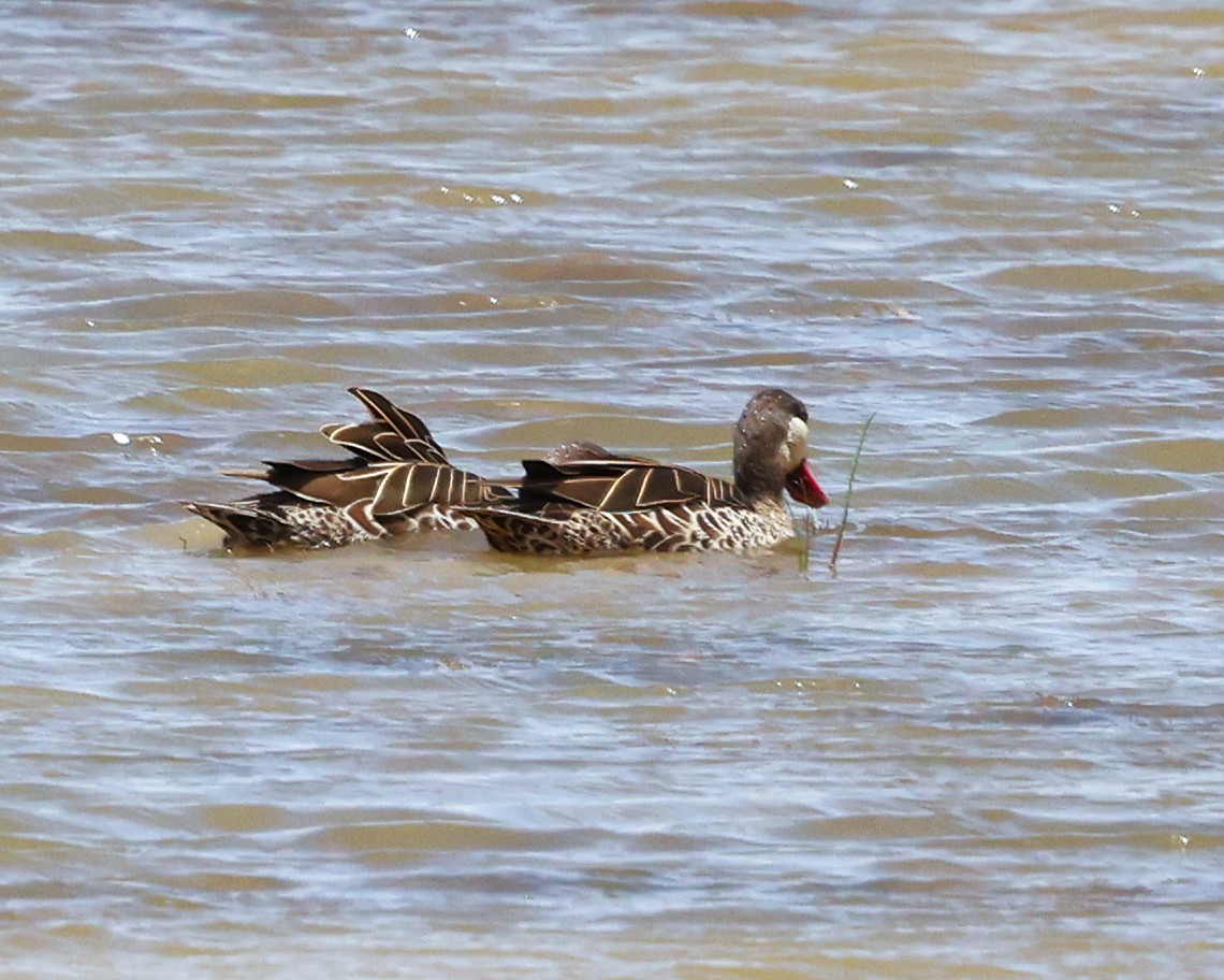 Red-billed Duck - ML644272643