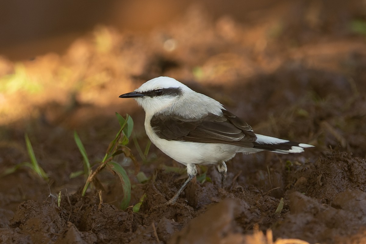 Masked Water-Tyrant - ML644272650