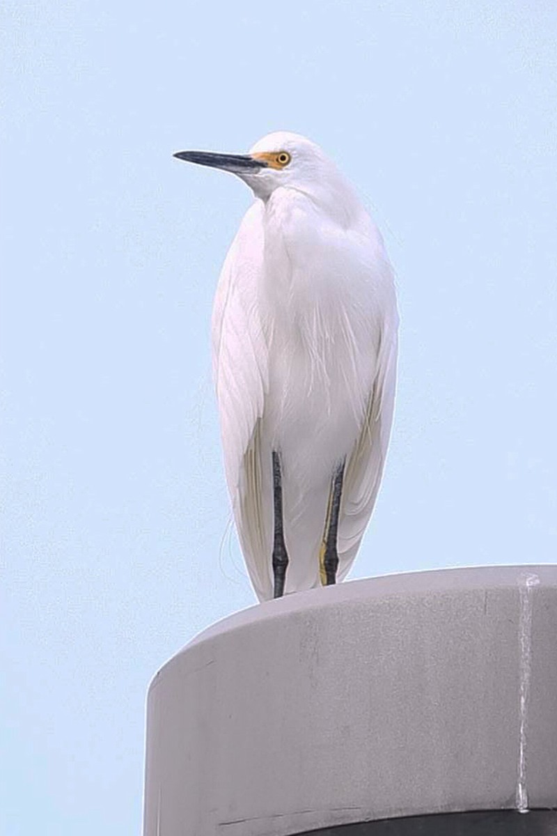 Snowy Egret - ML644272664