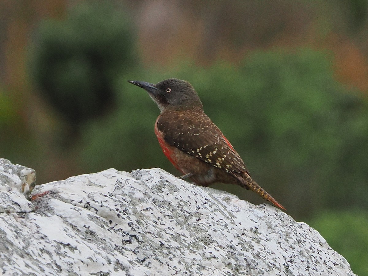 Pic laboureur - ML644272670